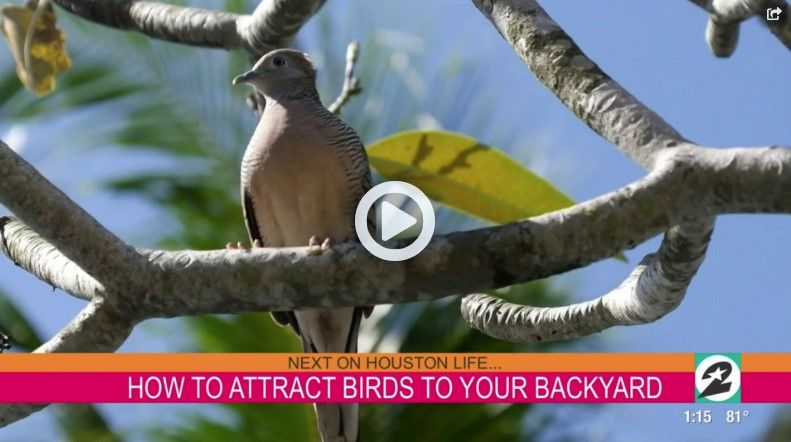 How You Can Attract Birds To Your Backyard