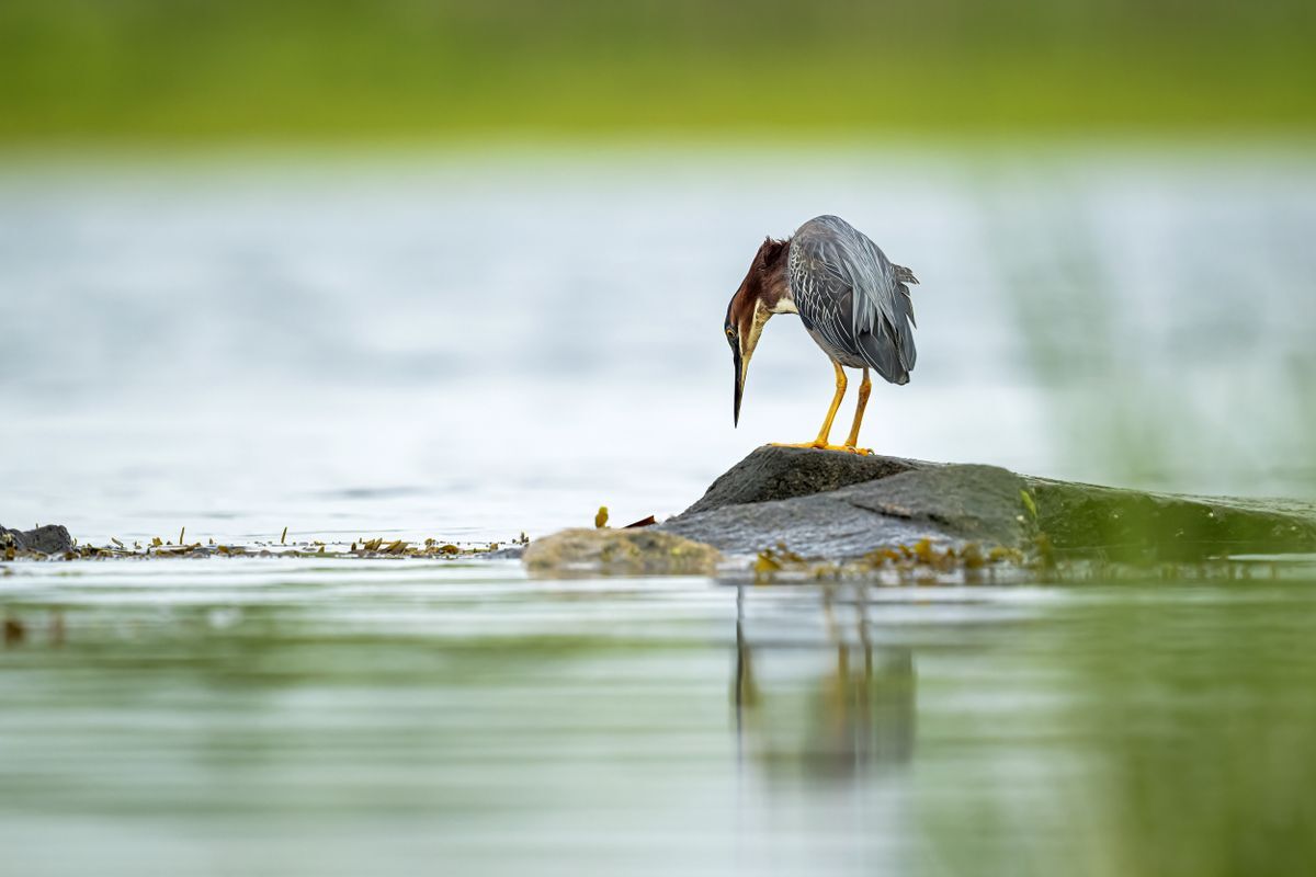 Green Heron by Peter Fish