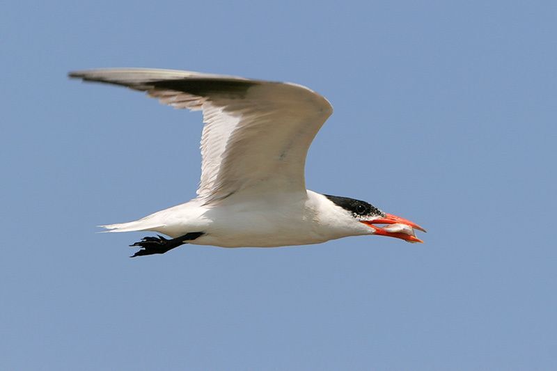 Caspian Tern