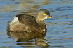 Least Grebe (nonbreeding plumage)