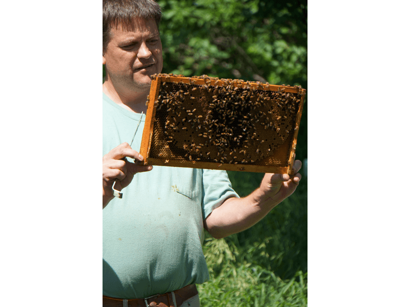 Photo of Phil holding frame covered in honeybees