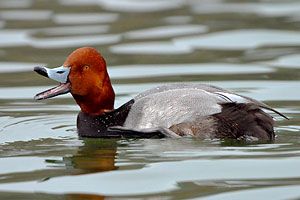 Beak of the Week: Redhead