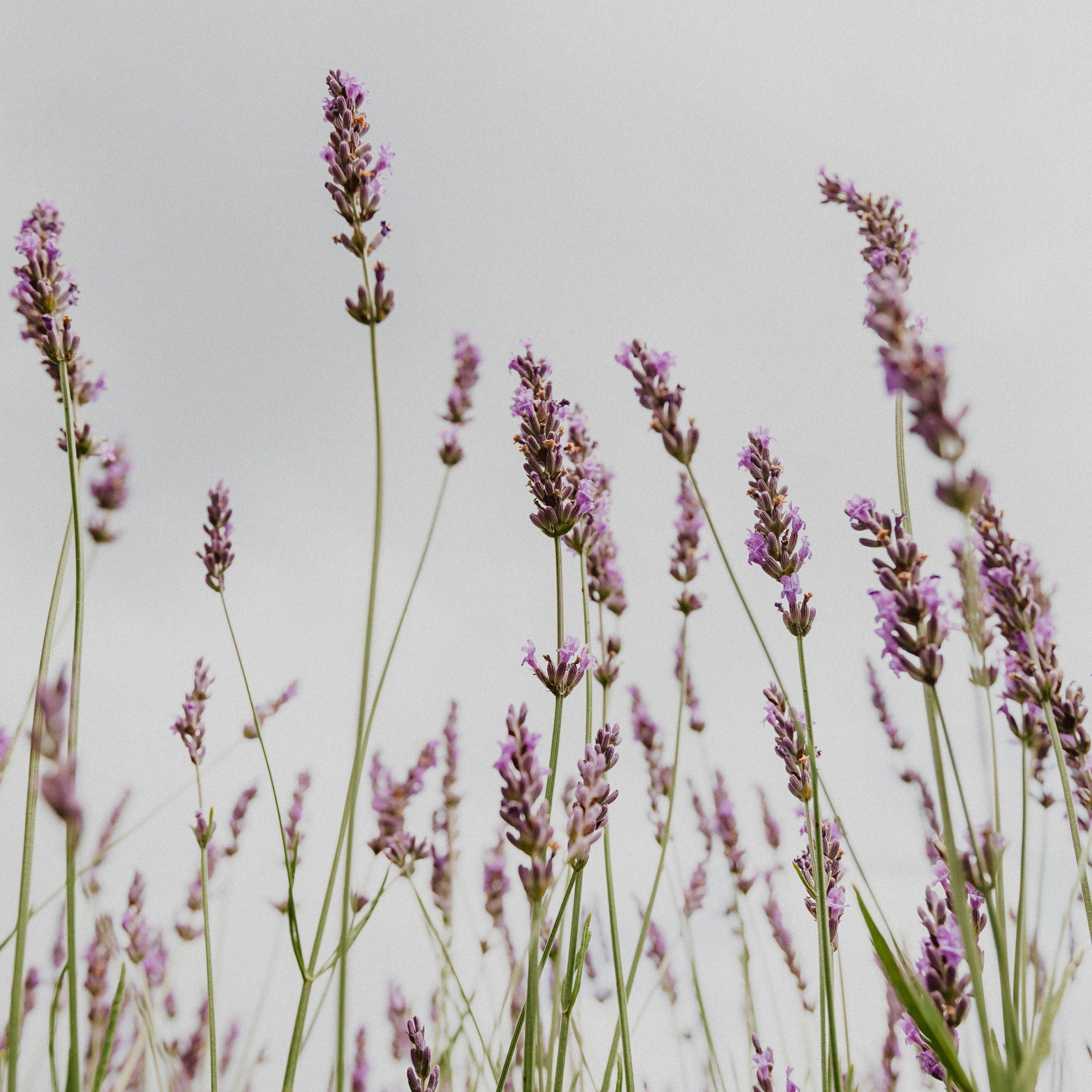 Lavender