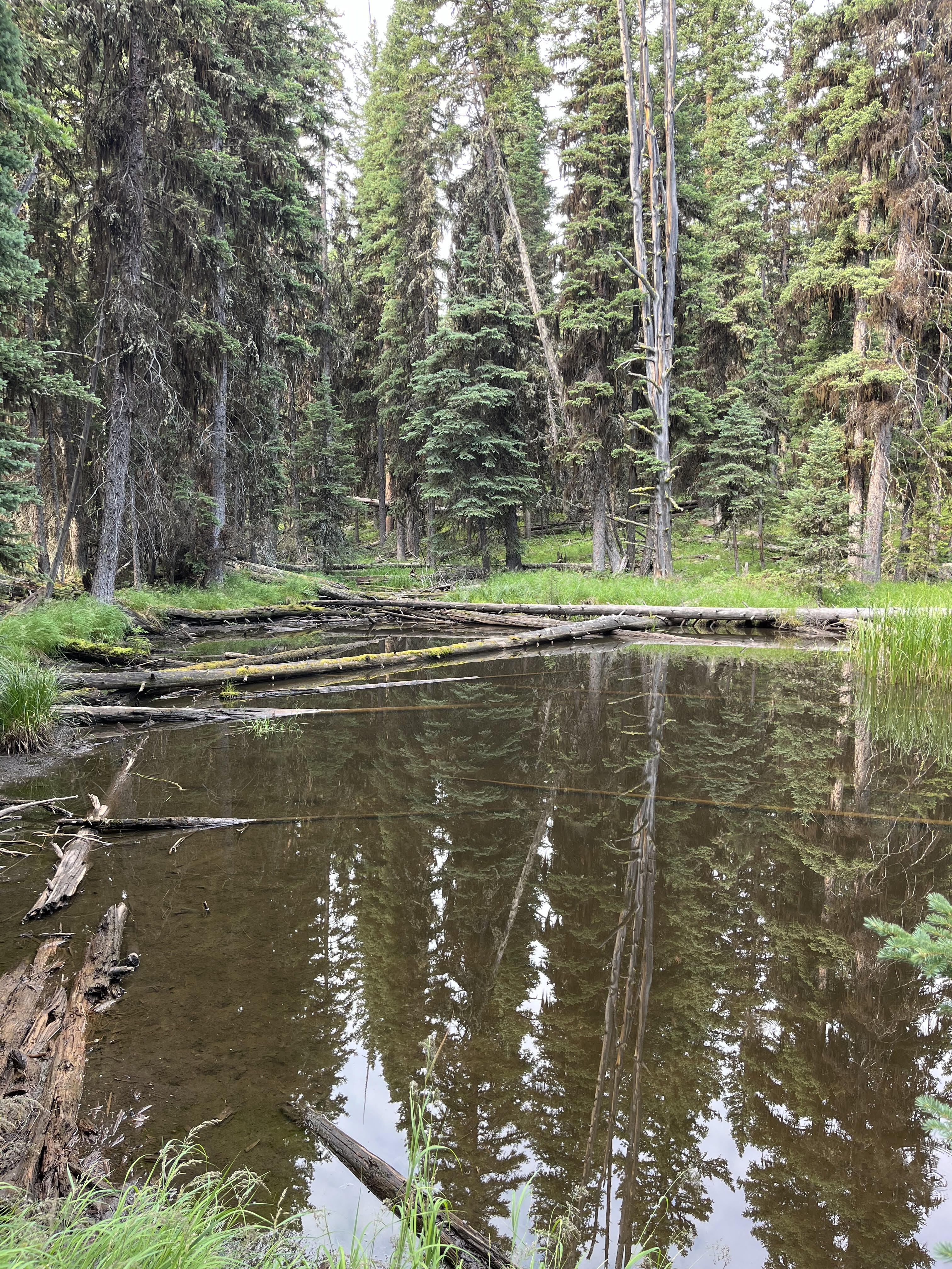 A view of a pond in a forest clearing