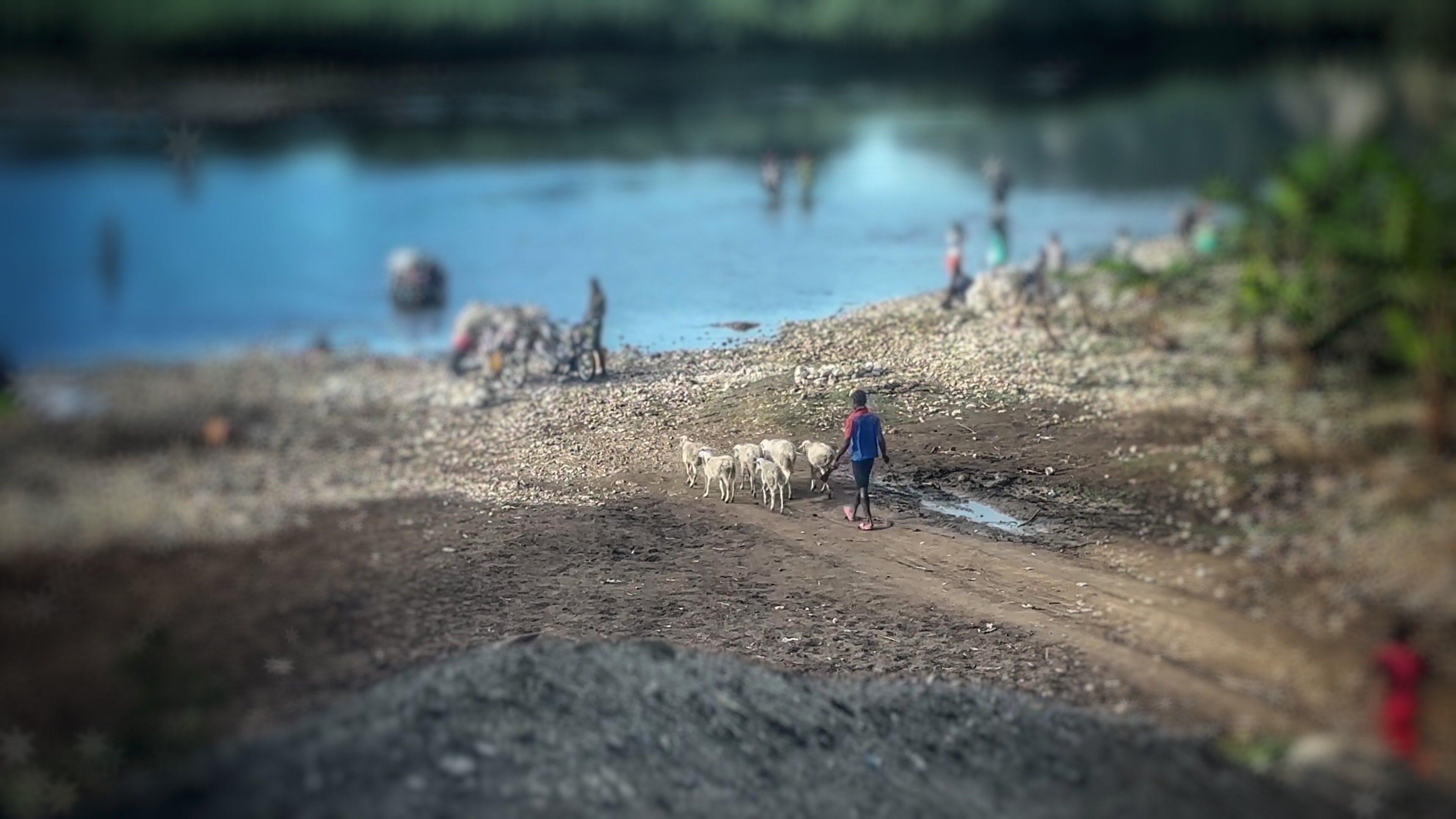 A Haitian shepherd leading his flock to cross a river.