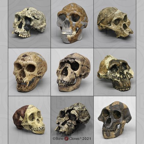 Hominids Skull Study (replicas)