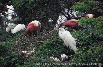 Smith Oaks Rookery