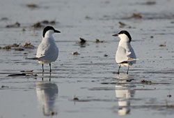 Gull-billed Terns
