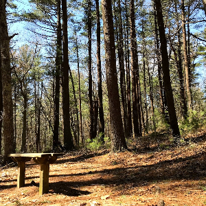 A bench sits under a stand of pines
