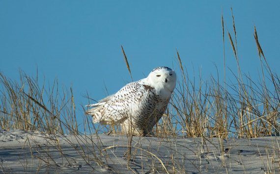 snowy owl