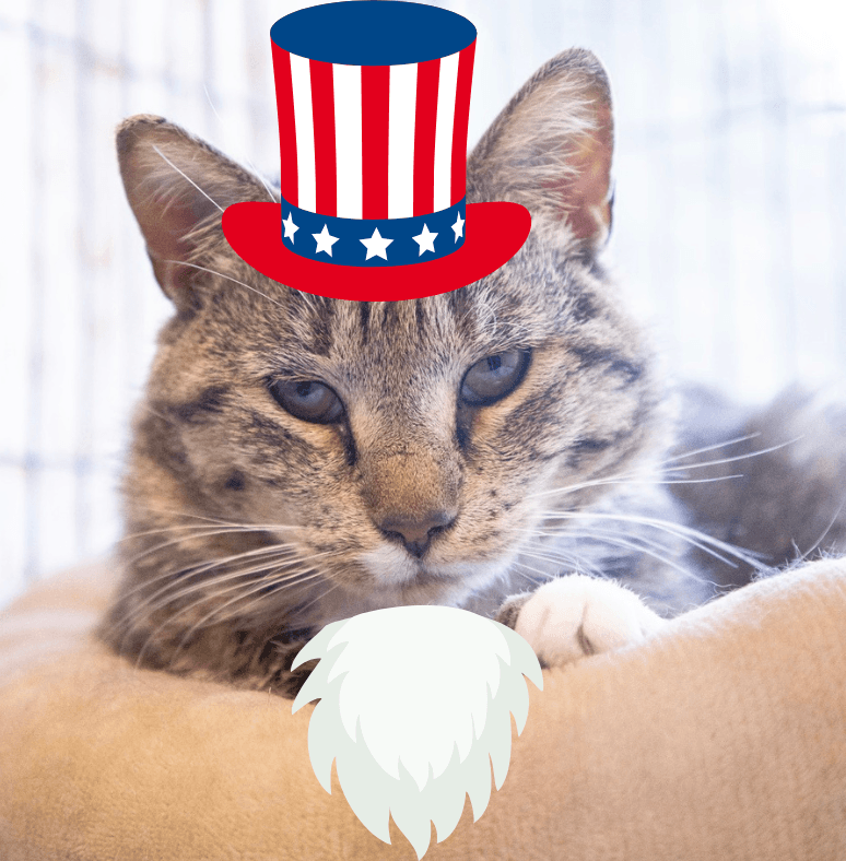 All Cats 1 Year and Older Are On Sale Through July 6!