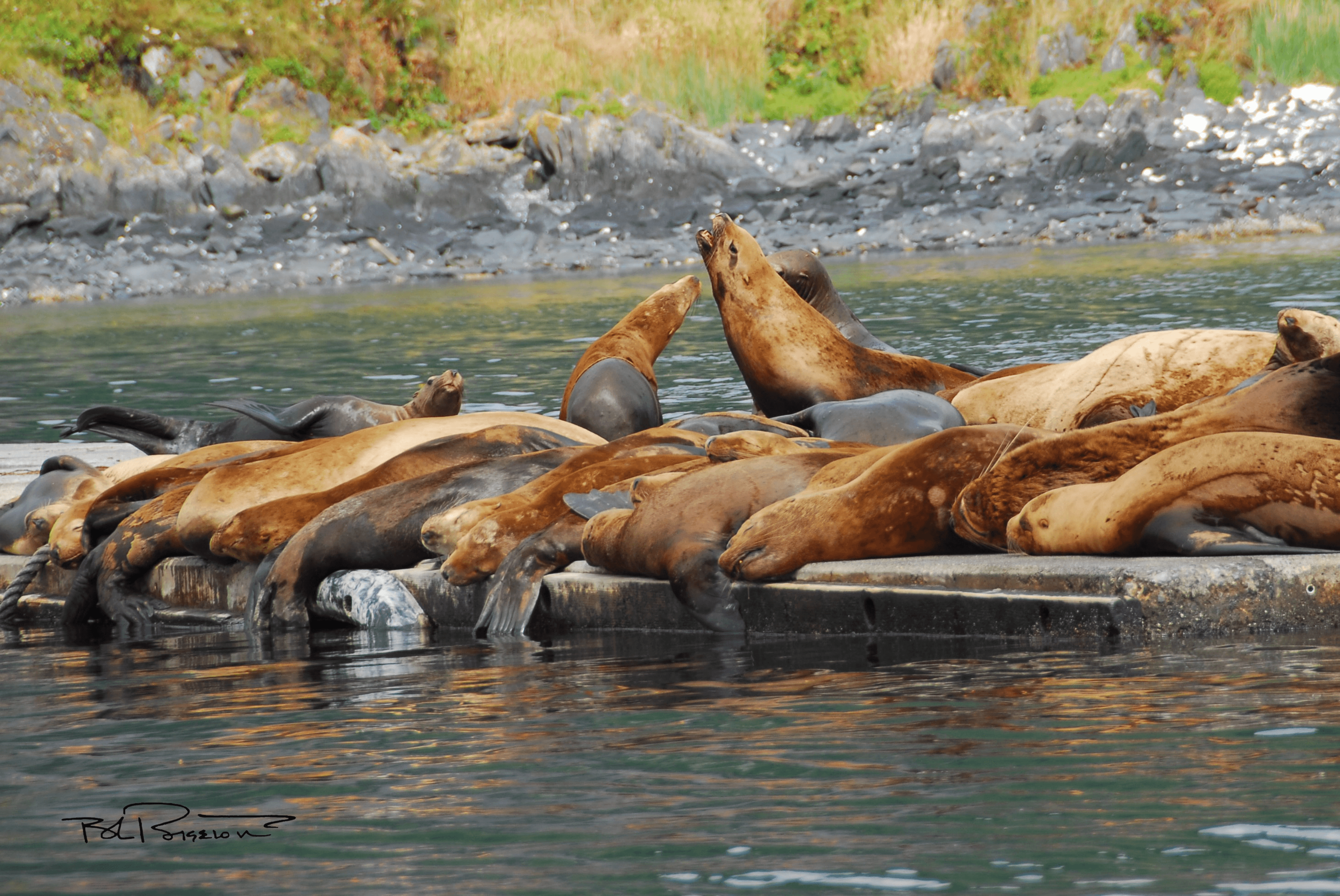 Sea Lions