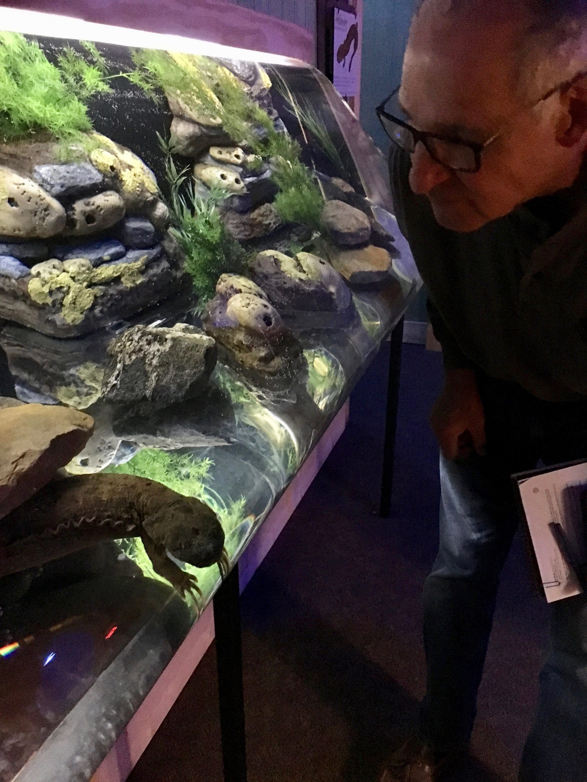 Picture of Dale looking at a hellbender in a tank at the nature center