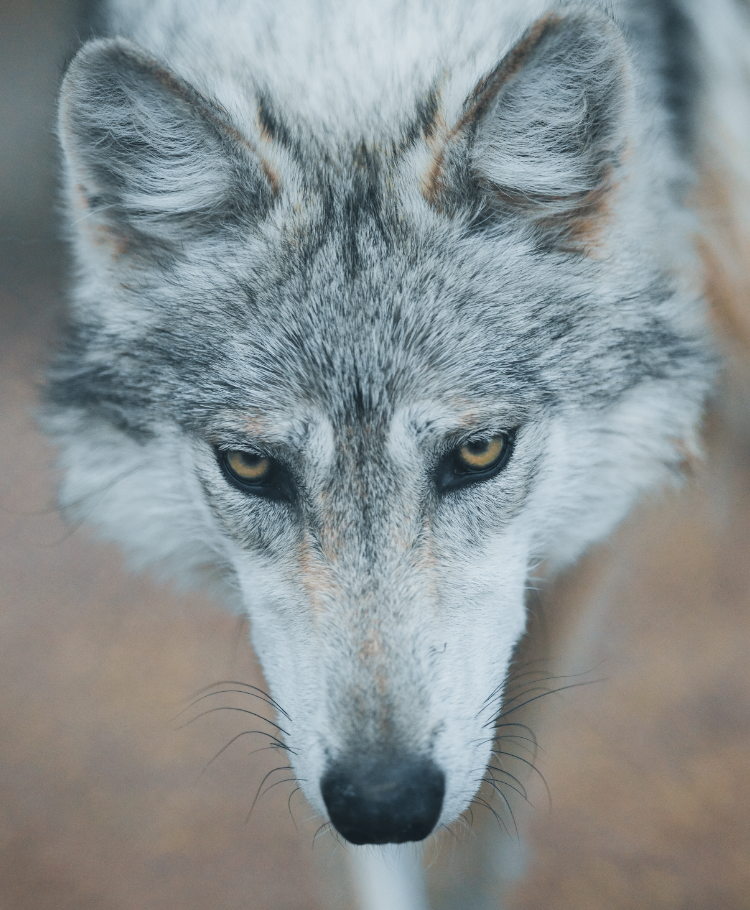 mexican grey wolf coyote hybrid