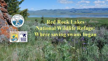 WEBINAR: Red Rock Lakes National Wildlife Refuge: Where saving swans began