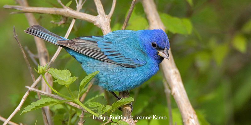 Indigo Bunting