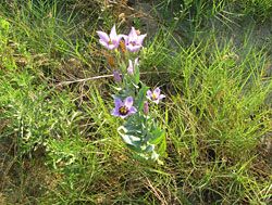 Bluebells