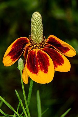 Mexican Hat