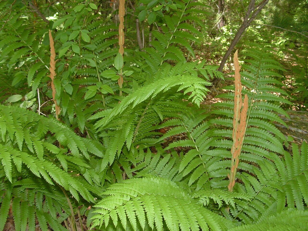Cinnamon Ferns