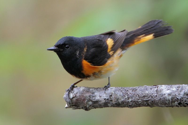 American Redstart | Bird Gallery | Houston Audubon