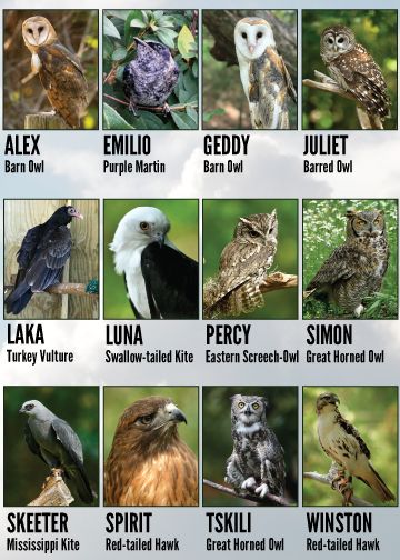 Adoption birds