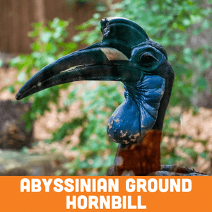 Abyssinian Ground Hornbill