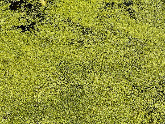 Where is the algae- how bad is it