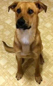 Lochi - ADOPTED