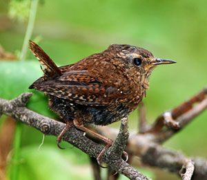 Winter Wren