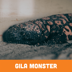 Gila monster