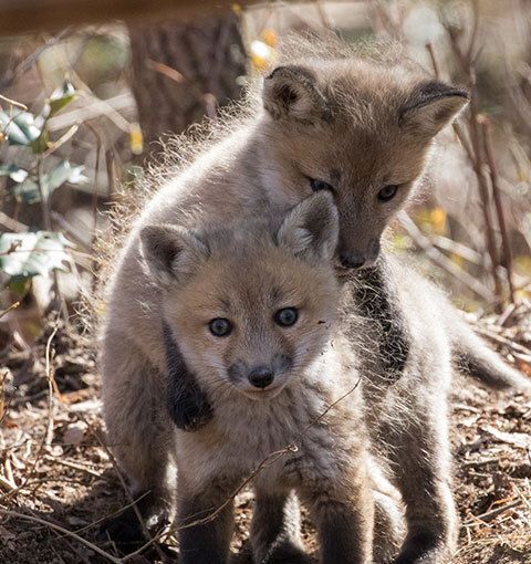 Red fox babies are called kits.