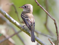 Least Flycatcher