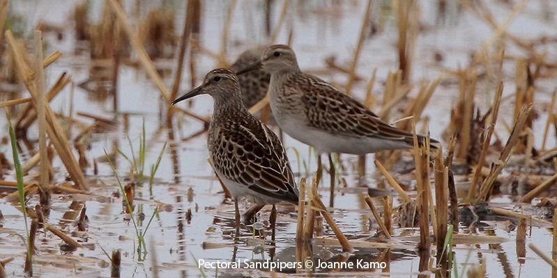 Pectoral Sandpiper