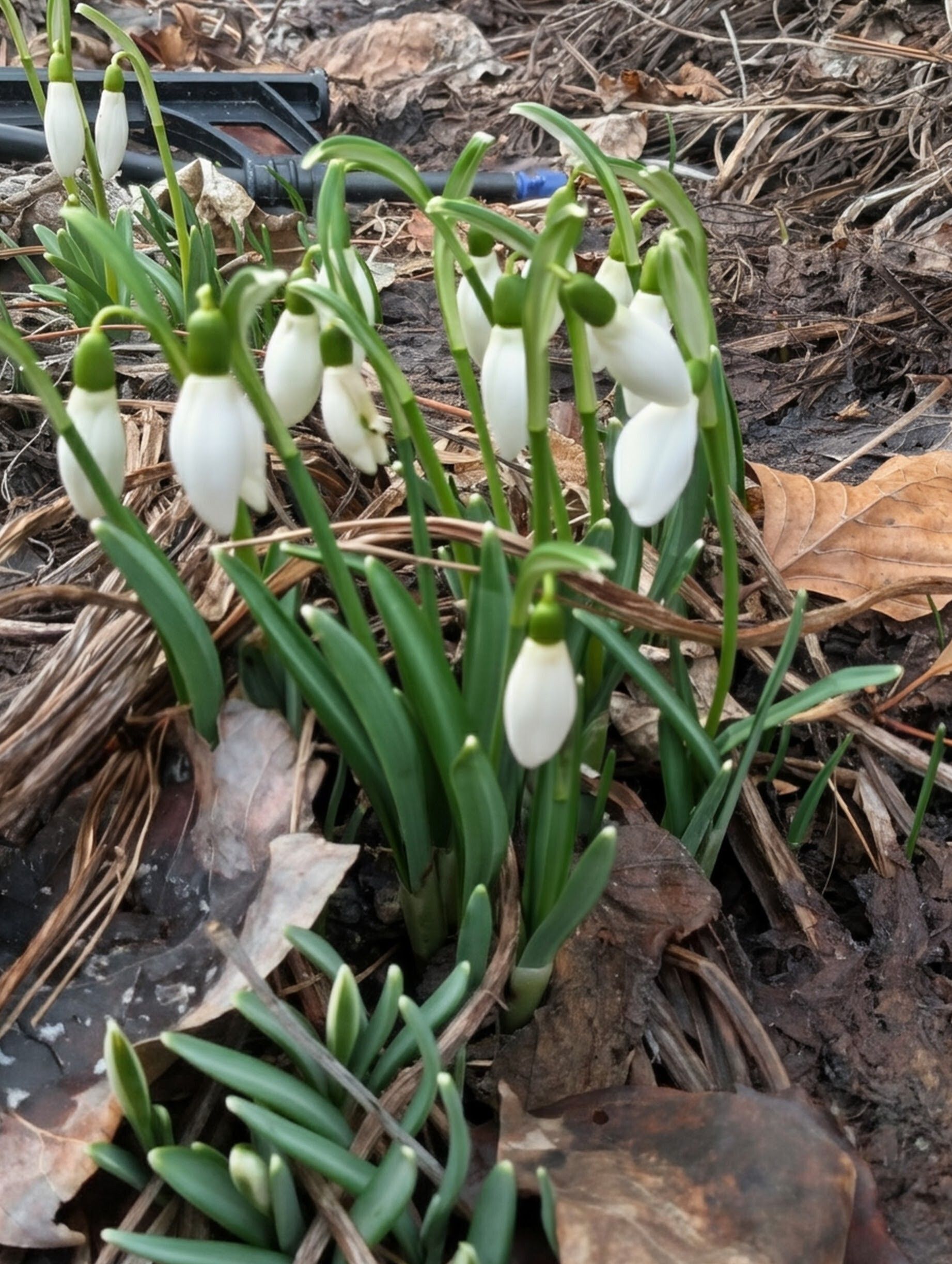 March 2026 Pest Alert Hotline