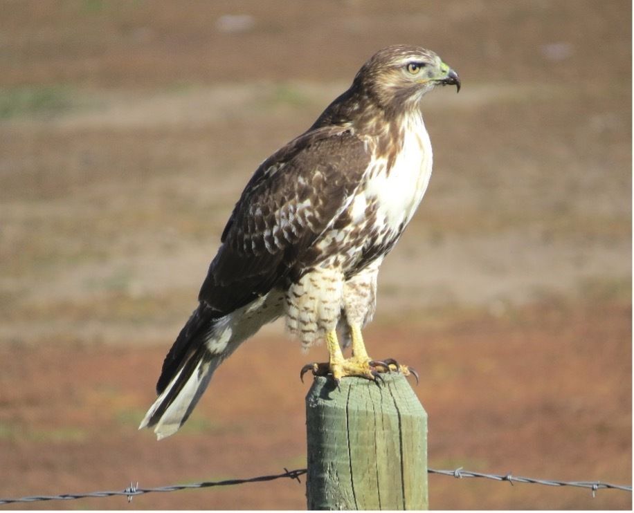 A Red-tailed Hawk perched on a wooden post with a dark belly band.