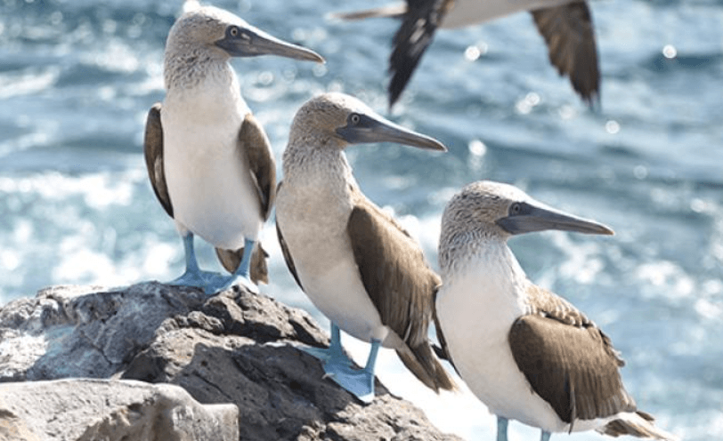 Three Blue-footed Boobies standing on a rock by the sea in the Galápagos