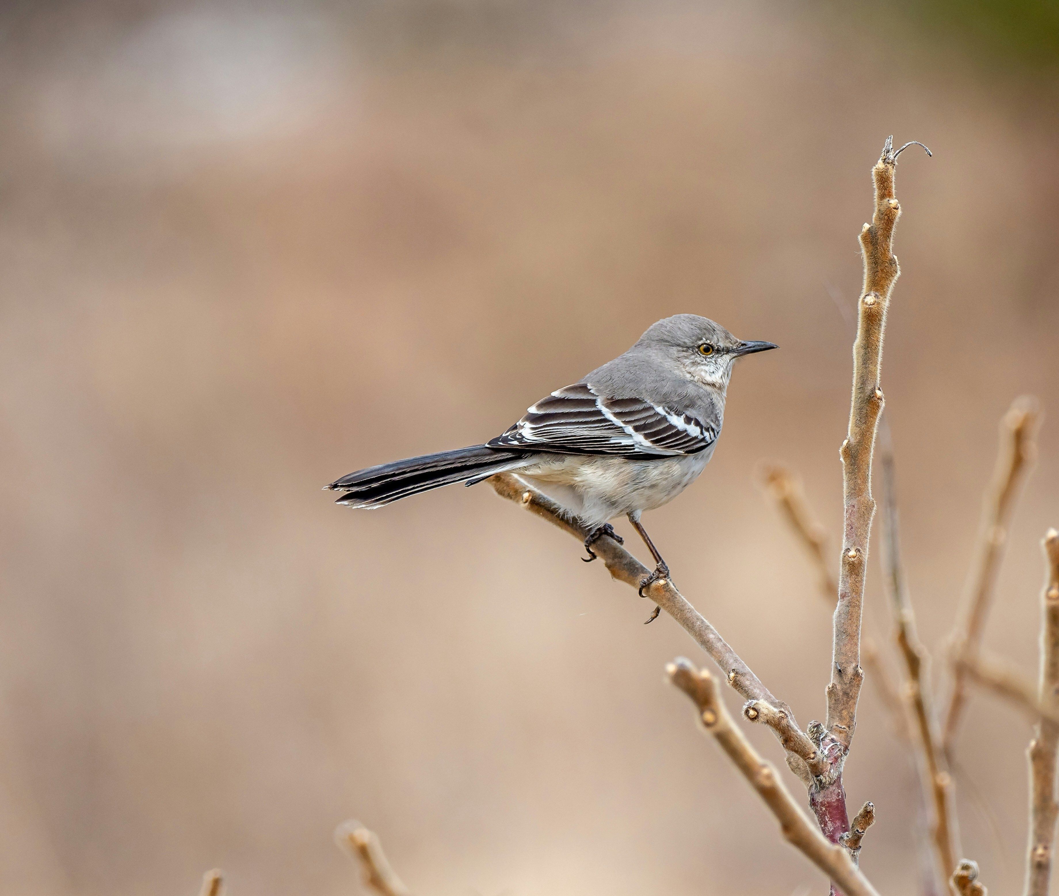 Bird Watching near me, Riverside Nature Center, Texas Master Naturalist, Kerrville, Nature lover, education about birds