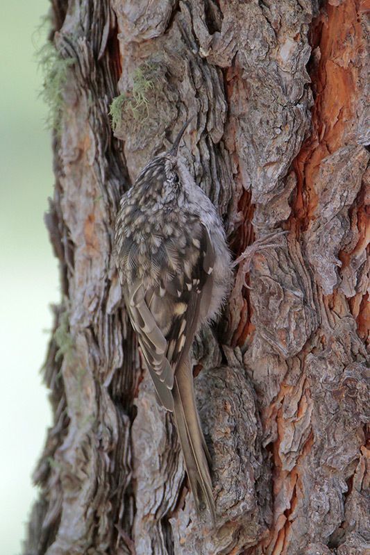 Brown Creeper