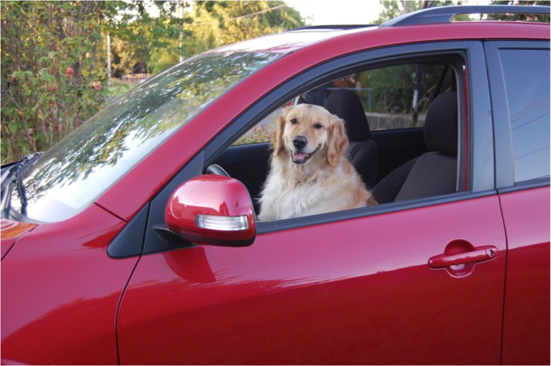 This is a picture of the author's dog in the front seat of her red car