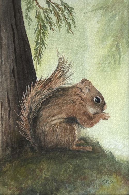 Squirrel, 2026