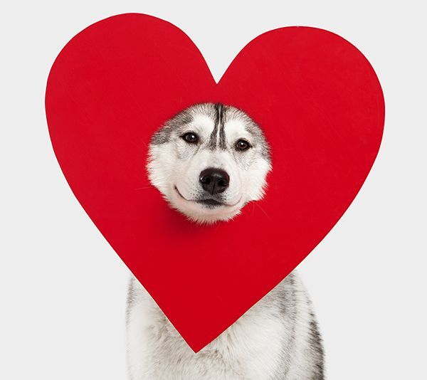 Your Pet can be a Philanthropist for FriendshipWorks