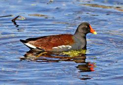 Beak of the Week: Common Gallinule