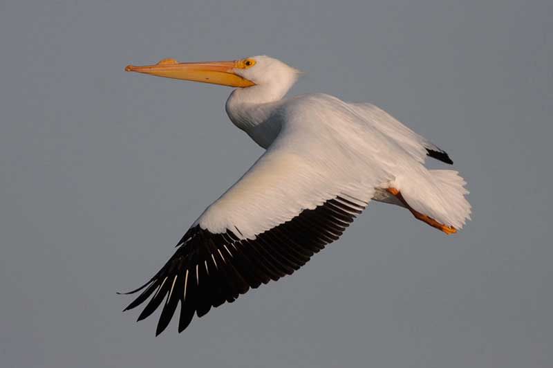 American White Pelican