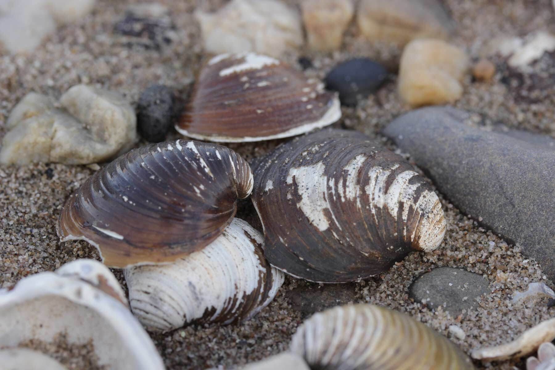 Corbicula Clam