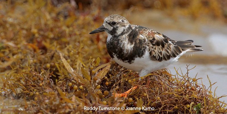 Ruddy Turnstone