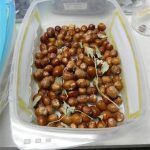 Russian Olive