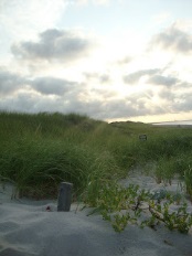 This is a picture of the beach with grass coming out of the sand