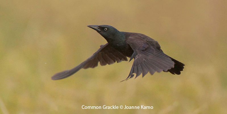 Common Grackle