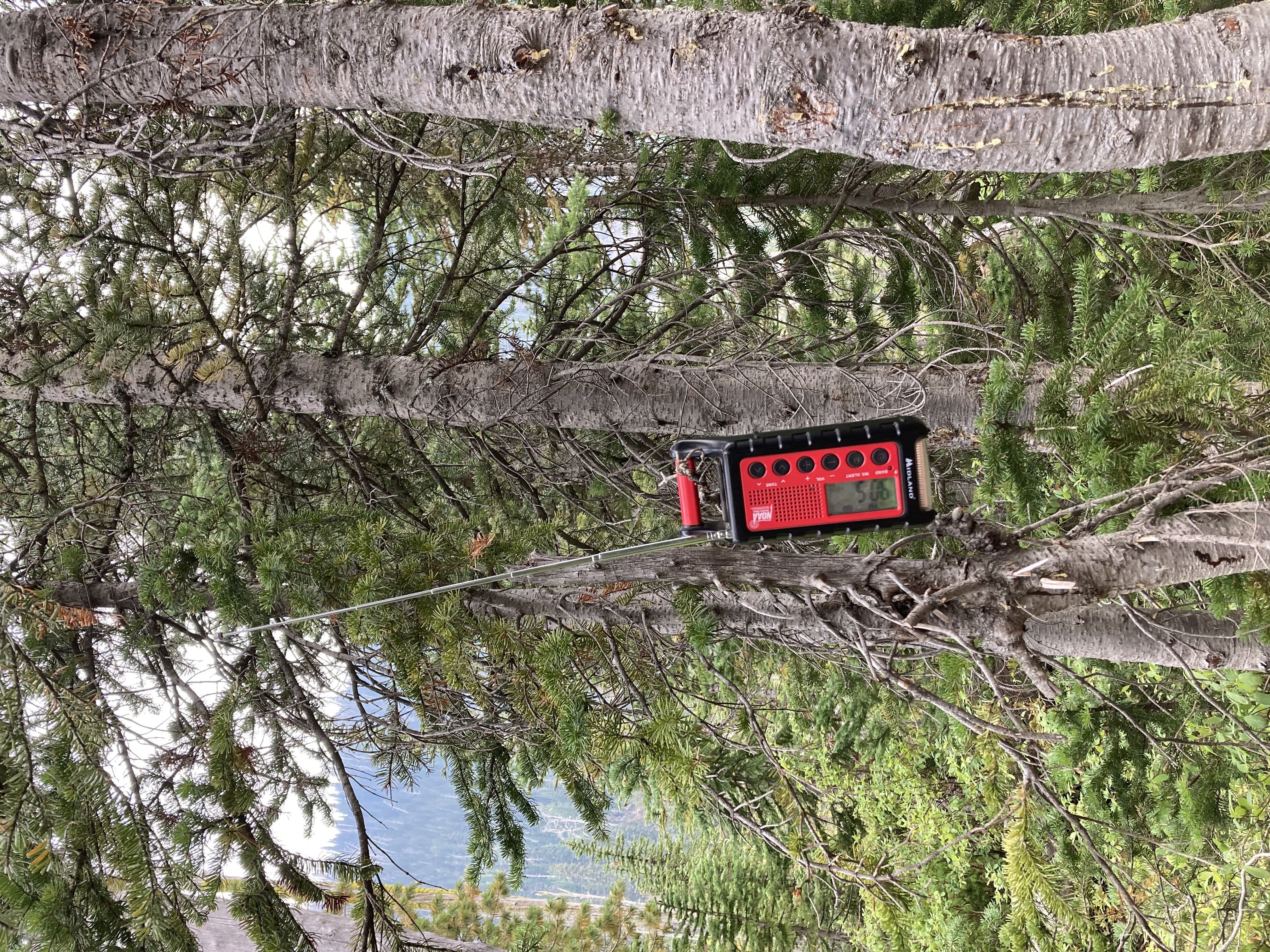 A red radio hangs in the trees