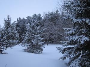 Daily Prayer December 15